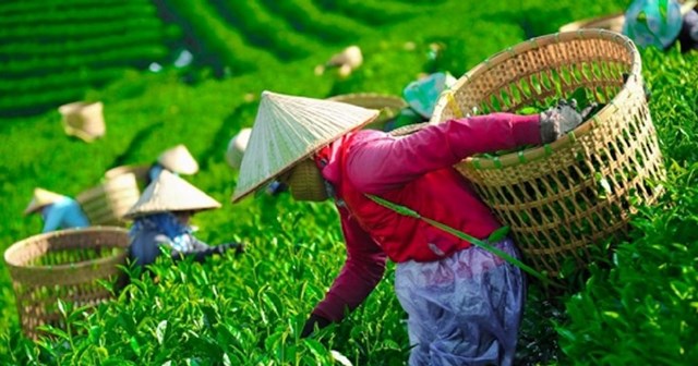 Ch&#232; Việt trước ngưỡng bứt ph&#225;: Thu hẹp khoảng c&#225;ch gi&#225;, mở c&#225;nh cửa ph&#226;n kh&#250;c cao cấp - Ảnh 1