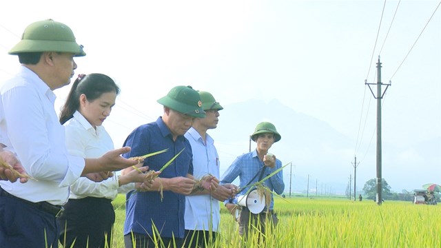 L&atilde;nh đạo huyện c&ugrave;ng c&aacute;c ph&ograve;ng ban chuy&ecirc;n m&ocirc;n huyện, x&atilde; Đoan Hạ tham quan m&ocirc; h&igrave;nh l&uacute;a ST25.