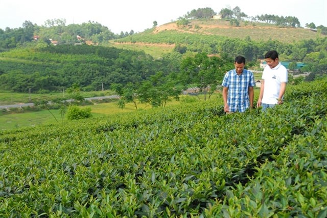 Trồng ch&#232; để đạt năng suất, chất lượng cao - Ảnh 1