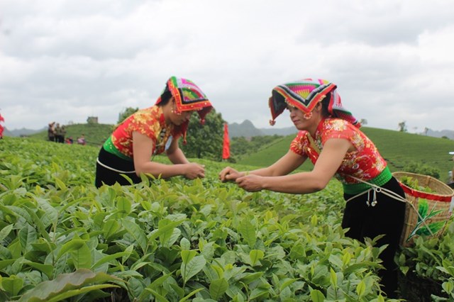 Thu hoạch ch&egrave; tại thị trấn N&ocirc;ng trường Mộc Ch&acirc;u (Sơn La). Ảnh: Sơn Thủy &nbsp;