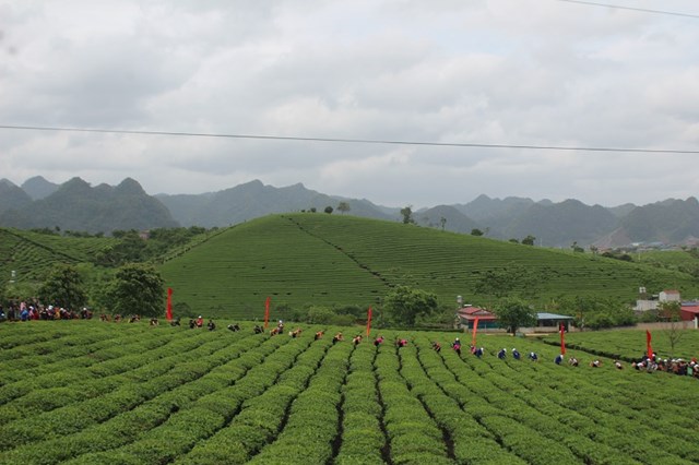 V&ugrave;ng nguy&ecirc;n liệu sản xuất ch&egrave; của C&ocirc;ng ty Cổ phần Vinatea Mộc Ch&acirc;u tại thị trấn N&ocirc;ng Trường Mộc Ch&acirc;u. Ảnh: Sơn Thủy &nbsp;