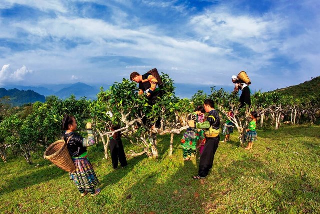 Người d&acirc;n h&aacute;i ch&egrave; san tuyết