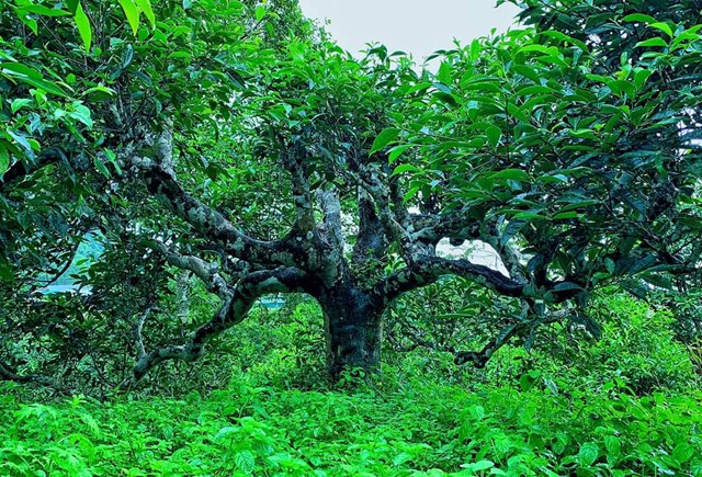 C&acirc;y ch&egrave; Shan tuyết cổ thụ tại Suối Gi&agrave;ng &ndash; Huyện Văn Chấn &ndash; Tỉnh Y&ecirc;n B&aacute;i