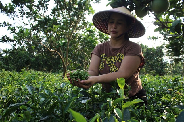 Từ khi chuyển sang trồng ch&egrave;, đời sống của gia đ&igrave;nh b&agrave; Thiết đ&atilde; kh&aacute; giả hơn so với trước. Ảnh: Sơn Thủy &nbsp;