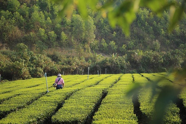 Kh&#225;m ph&#225; du lịch sinh th&#225;i tr&#224; bản Ven - Ảnh 1