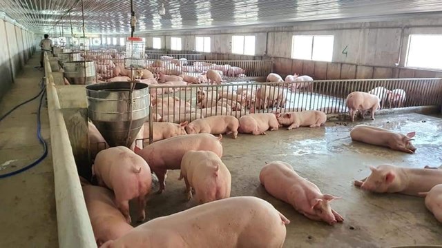 Bản tin Ti&#234;u d&#249;ng 25/8: Thốt nốt sấy dẻo tiện dụng khiến c&#225;c b&#224; nội trợ m&#234; mẩn - Ảnh 2