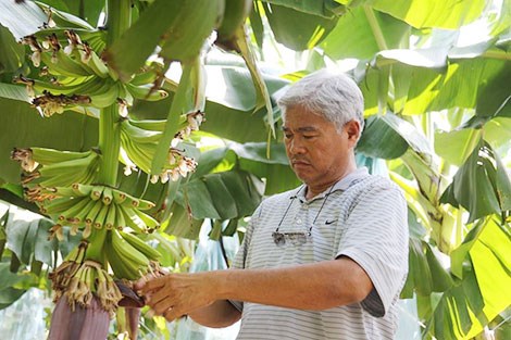 C&#226;y chuối - Từ k&#237; ức l&#224;ng qu&#234; đến sản phẩm n&#244;ng nghiệp - Ảnh 1