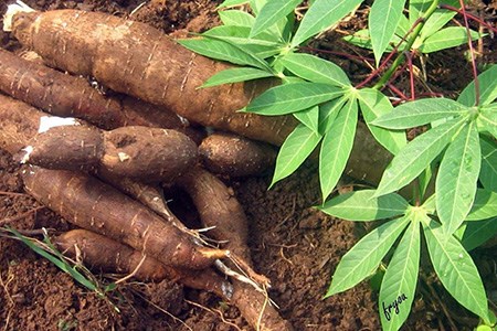  “C&#226;y sắn tiến c&#244;ng” - K&#253; ức một thời nu&#244;i qu&#226;n, giữ nước - Ảnh 1