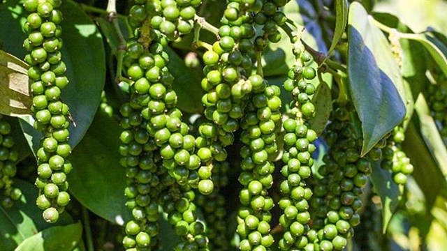 Hạt ti&#234;u Việt Nam giữ vững vị tr&#237; số 1 tại thị trường Mỹ - Ảnh 1