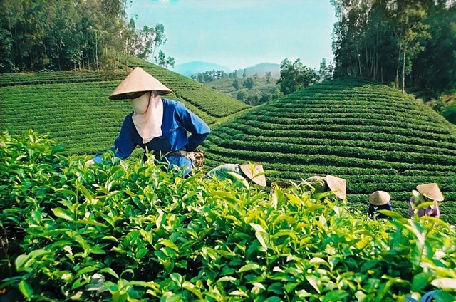 Sơn La: N&#226;ng cao gi&#225; trị của c&#226;y ch&#232; tr&#234;n cao nguy&#234;n Mộc Ch&#226;u - Ảnh 2