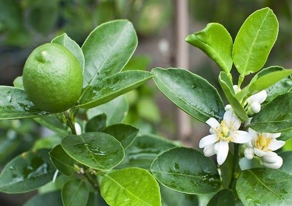 C&acirc;y chanh nhỏ b&eacute; nhưng hiện diện khắp đời sống người Việt, từ gian bếp, vườn qu&ecirc; đến ca dao, lời ăn tiếng n&oacute;i