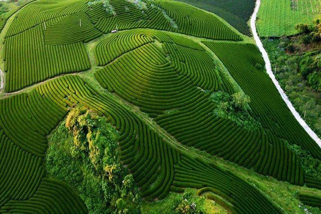 Theo dấu những đồi ch&#232; xanh - Ảnh 4