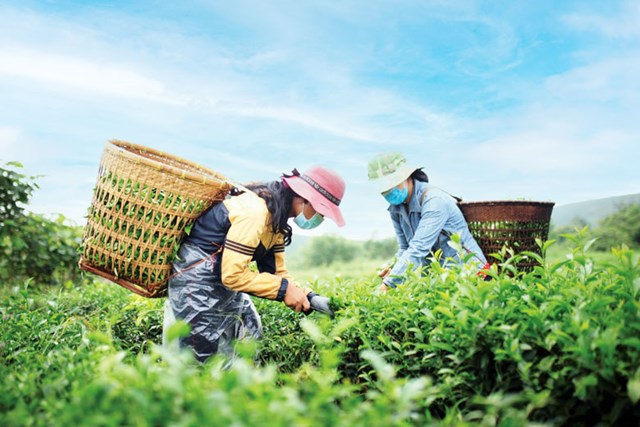 Chất lượng của v&ugrave;ng nguy&ecirc;n liệu quyết định ch&egrave; th&agrave;nh phẩm