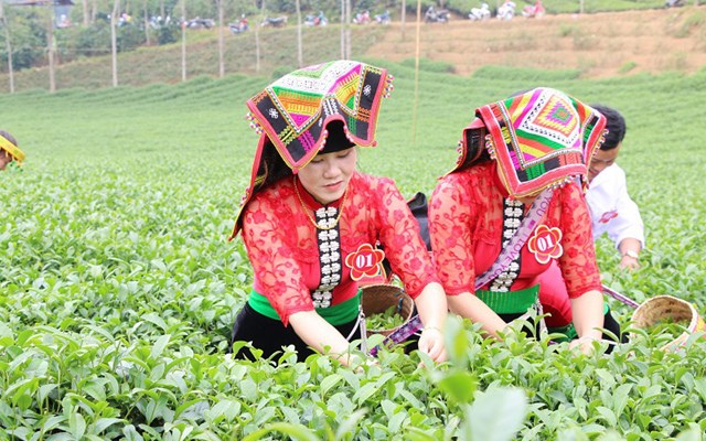 V&ugrave;ng ch&egrave; Phổng L&aacute;i v&agrave;o m&ugrave;a thu hoạch