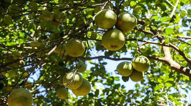 Đặc sản bưởi thanh tr&#224; Huế: Được m&#249;a, được gi&#225;, mở rộng thị trường ti&#234;u thụ - Ảnh 1