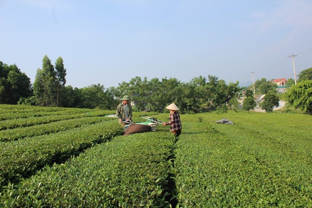 Sản xuất ch&egrave; hữu cơ g&oacute;p phần bảo vệ m&ocirc;i trường, hướng đến ph&aacute;t triển bền vững, được &aacute;p dụng khoa học c&ocirc;ng nghệ v&agrave;o việc thu h&aacute;i mang lại hiệu quả kinh tế cao. Ảnh: Sơn Thủy