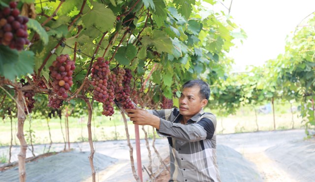 M&ocirc; h&igrave;nh trồng&nbsp;nho Hạ đen theo quy tr&igrave;nh VietGAP