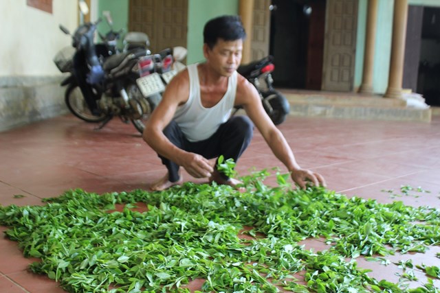 Mỗi năm gia đ&igrave;nh &ocirc;ng Ch&iacute;nh thu nhập từ c&acirc;y ch&egrave; khoảng 250 triệu đồng/năm. Ảnh: Sơn Thủy &nbsp;