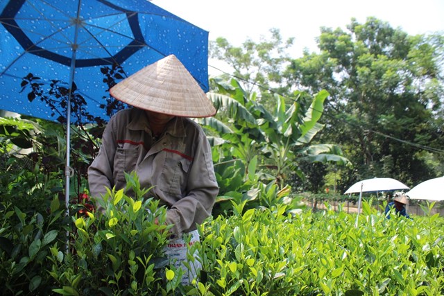 C&acirc;y ch&egrave; l&agrave; một trong những c&acirc;y trồng chủ lực mang lại kinh tế cao cho người d&acirc;n tr&ecirc;n địa b&agrave;n x&atilde; Ba Trại. Ảnh: Sơn Thủy&nbsp;&nbsp;