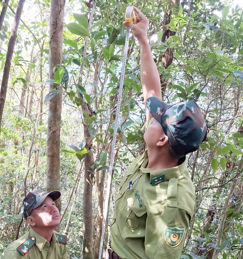 Ph&#225;t hiện giống tr&#224; Shan qu&#253; hiếm tr&#234;n v&#249;ng n&#250;i cao A Lưới - Ảnh 1