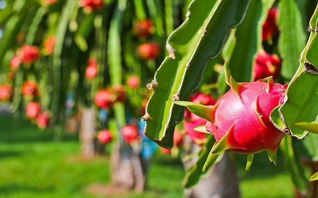 Việt Nam thu 13,2 tỷ USD từ xuất khẩu c&#224; ph&#234; v&#224; rau quả trong 9 th&#225;ng - Ảnh 1