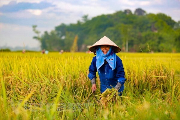 M&#225;i nh&#224; của n&#244;ng d&#226;n Việt Nam - Ảnh 1
