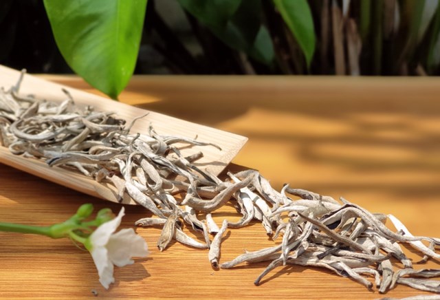 Theo dấu những “cụ” chè trăm tuổi giữa đại ngàn - Ảnh 3
