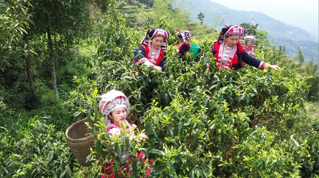 Tr&#224; Shan tuyết H&#224; Giang ng&#224;y c&#224;ng khẳng định uy t&#237;n v&#224; chất lượng - Ảnh 2