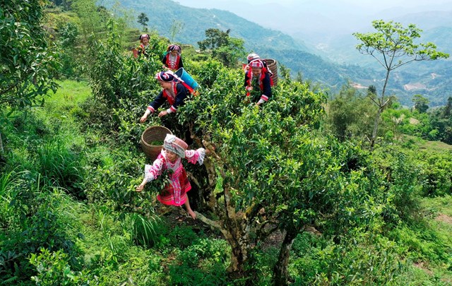 Tr&#224; Shan tuyết H&#224; Giang ng&#224;y c&#224;ng khẳng định uy t&#237;n v&#224; chất lượng - Ảnh 1