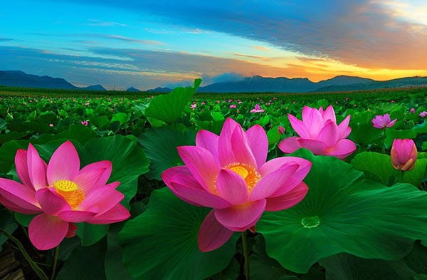 C&#226;y sen Việt Nam - Ảnh 1