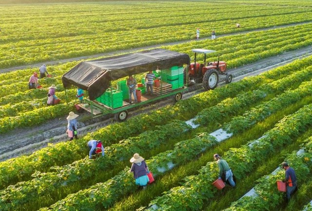 N&#244;ng nghiệp Việt Nam: Vững v&#224;ng tr&#234;n h&#224;nh tr&#236;nh xanh h&#243;a v&#224; bứt ph&#225; xuất khẩu - Ảnh 1