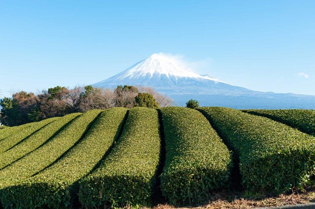 Tokubetsu Matcha – Sắc xanh nguy&#234;n bản, tinh t&#250;y từ Kyoto - Ảnh 1