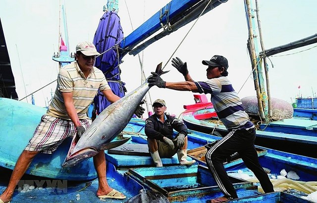 V&#236; sao Việt Nam d&#237;nh “thẻ v&#224;ng” IUU? - Ảnh 3