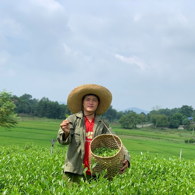 Sản xuất ch&#232; hữu cơ “giấc mơ vừa nhọc nhằn vừa đẹp đẽ” - Ảnh 2