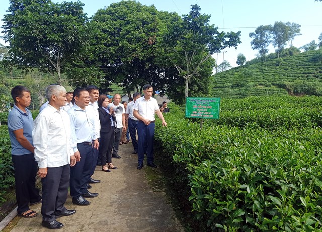 Th&#225;i Nguy&#234;n: Sơ kết 3 năm thực hiện m&#244; h&#236;nh sản xuất ch&#232; hữu cơ tại HTX ch&#232; Khe Cốc - Ảnh 1