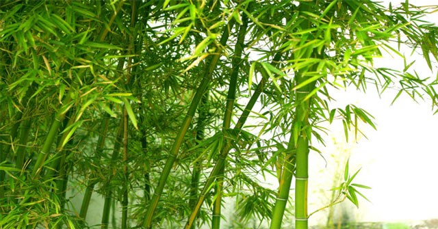 “Muốn làm cây tre trung hiếu chốn này” - Ảnh 1