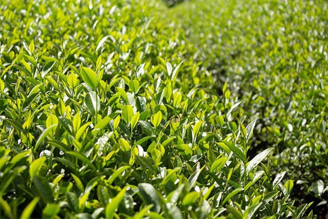 Oolong nhài sữa – Hương vị giữ vững sức hút giữa thị trường trà sữa  - Ảnh 1