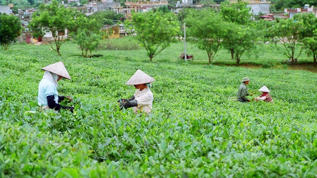 Xuất khẩu ch&#232; sang thị trường Trung Quốc tăng mạnh - Ảnh 1