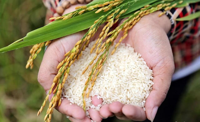 Gạo Việt Nam trước ph&#233;p thử lớn – T&#225;i định vị thị trường trong bối cảnh biến động to&#224;n cầu - Ảnh 2