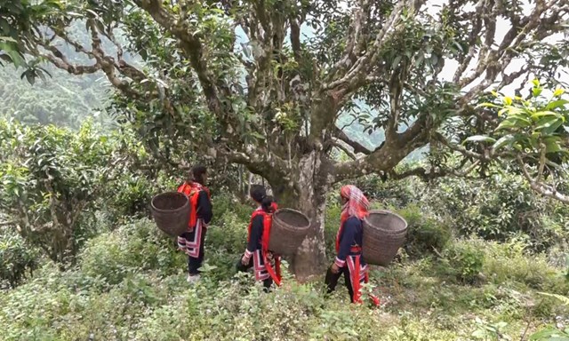 H&#224; Giang nỗ lực mang thương hiệu tr&#224; Shan tuyết vươn xa - Ảnh 2