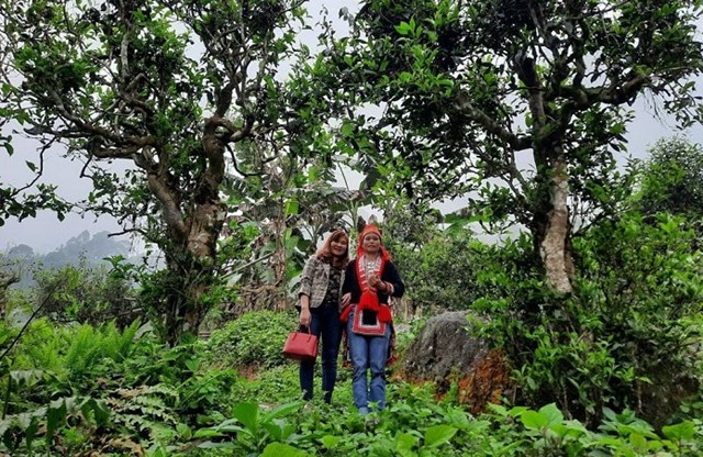 Ph&#225;t triển du lịch sinh th&#225;i v&#249;ng ch&#232; H&#224; Giang - Ảnh 1