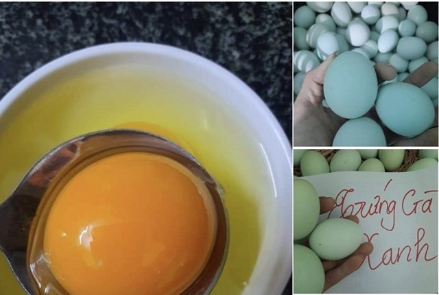 Trứng g&agrave; c&oacute; vỏ m&agrave;u xanh được rao b&aacute;n với gi&aacute; đắt gấp 2-3 lần trứng g&agrave; thường