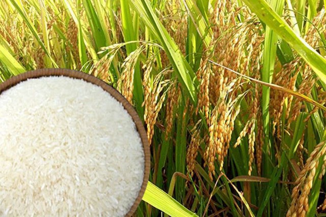 Xuất khẩu gạo th&#225;ng 10 tăng cao kỷ lục  - Ảnh 1