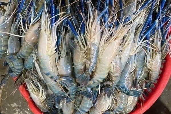 T&ocirc;m c&agrave;ng xanh size Vip 7-8 con/kg gi&aacute; chỉ 190.000 đồng