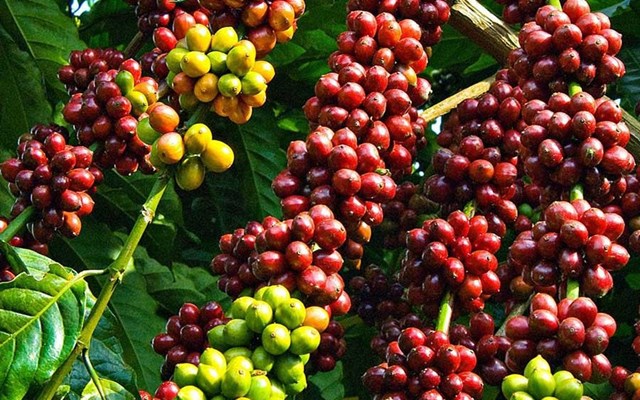 C&#224; ph&#234;, điều v&#224; ti&#234;u bứt ph&#225; ngoạn mục, ph&#225; kỷ lục xuất khẩu - Ảnh 1