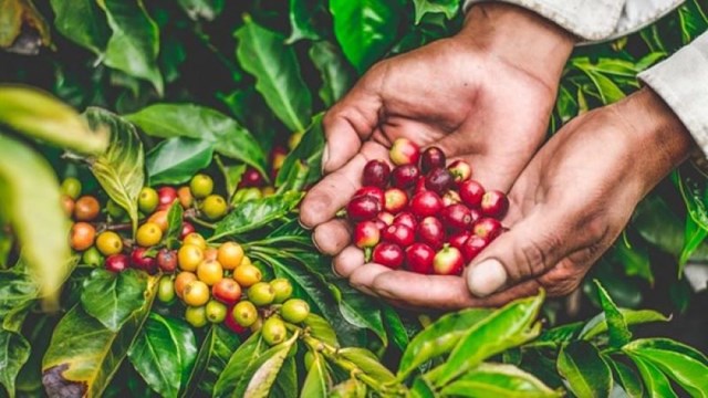 Bản tin Ti&#234;u d&#249;ng: Mứt dừa 400.000 đồng/kg vẫn h&#250;t kh&#225;ch, gi&#225; v&#233; m&#225;y bay Tết tăng cao - Ảnh 7