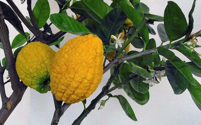Chanh y&ecirc;n rừng c&oacute; vẻ ngo&agrave;i xấu x&iacute; nhưng c&oacute; nhiều c&ocirc;ng dụng tốt cho sức khỏe