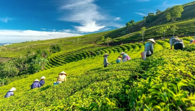 Đồi ch&#232; Cầu Đất – Đồi ch&#232; đẹp như tranh ở Đ&#224; Lạt - Ảnh 2