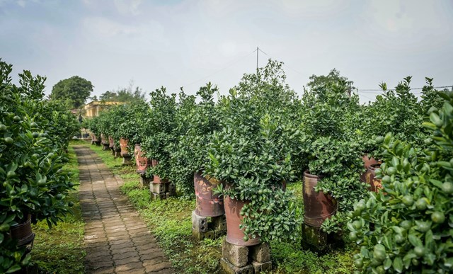 Bản tin Ti&#234;u d&#249;ng: Gi&#225; rau xanh ở chợ giảm mạnh - Ảnh 3