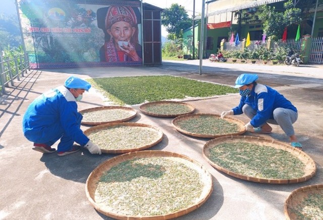 C&aacute;c th&agrave;nh vi&ecirc;n HTX phơi ch&egrave; b&uacute;p tươi, c&ocirc;ng đoạn đầu ti&ecirc;n để chế biến c&aacute;c sản phẩm ch&egrave;. &nbsp;